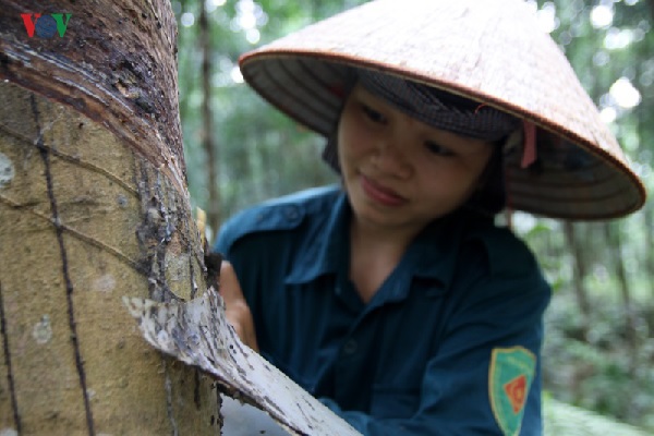 Cao su thời mất giá: Nín thở chờ mủ tăng giá